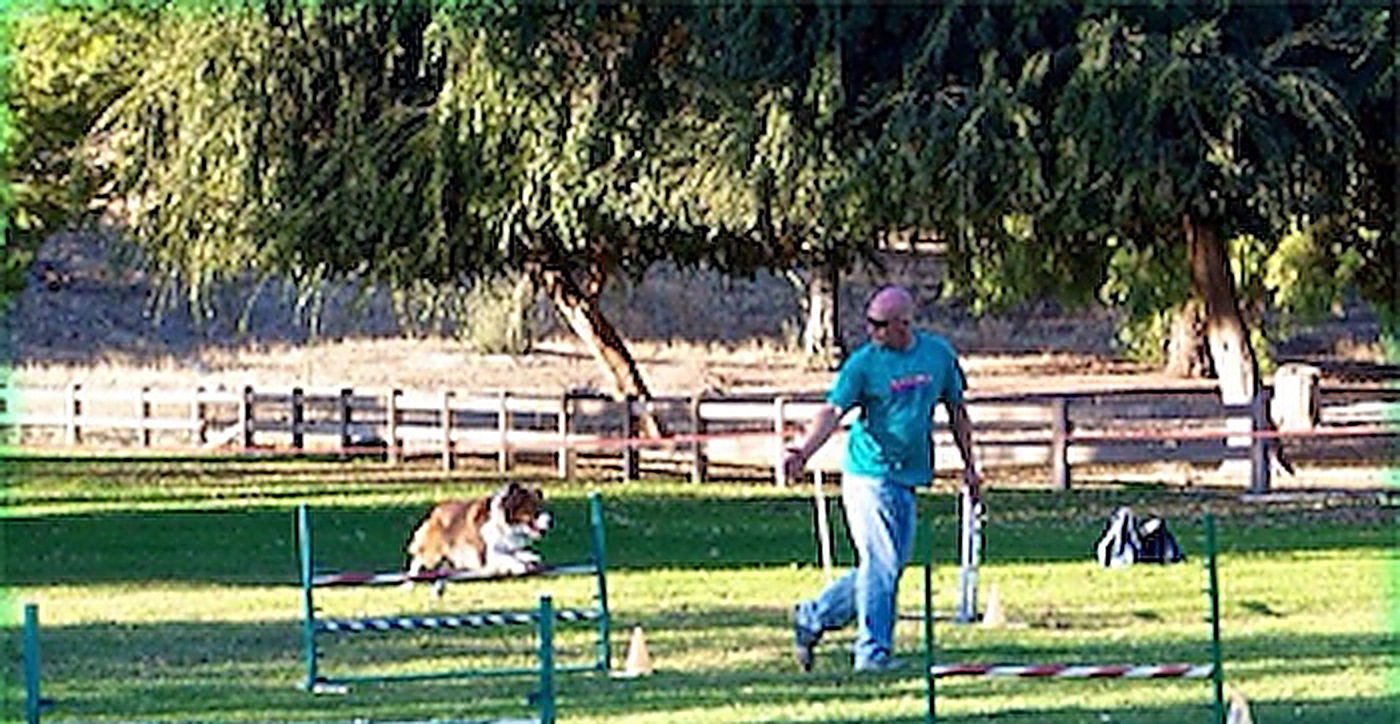 A man in a teal shirt and cap walking across a grassy field while a red and white collie lands over a low agility jump, with hurdles and cones set out behind them.